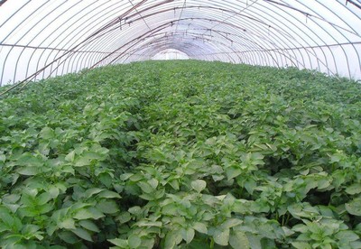 脱毒红薯种子种苗北京哪家公司的便宜质量有保障图片_高清图