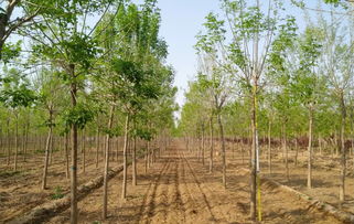 稀植白蜡苗木的栽培方式和技术管理措施以及收益预估书